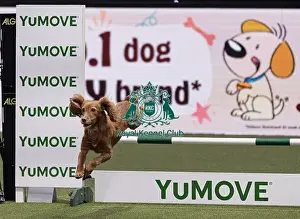 Agility Crufts Singles Final Medium Prints: Devongem Tie Gold Standard trained by James Adams
