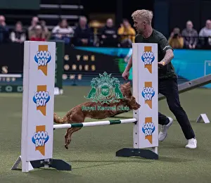 Agility Crufts Singles Final Medium Prints: Devongem Tie Gold Standard trained by James Adams