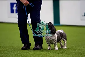 Obedience Prints: Diane Hodgget and Yum Yum competing in the level 2 obedience competition