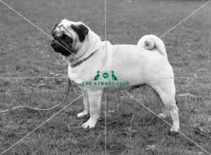 Pug Pug