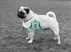 Pug