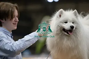 Samoyed Prints: Dirmuid Saim from Edinburgh grooms Tattoo a Samoyed today (Sunday 09)