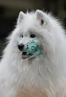 Samoyed Prints: Dirmuid Saim from Edinburgh grooms Tattoo a Samoyed today (Sunday 09)