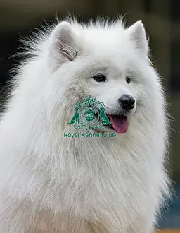 Samoyed Prints: Dirmuid Saim from Edinburgh grooms Tattoo a Samoyed today (Sunday 09)