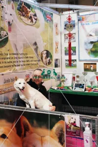 Korean Jindo