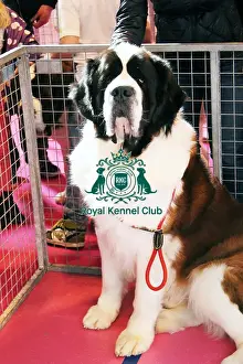 discover dog stands