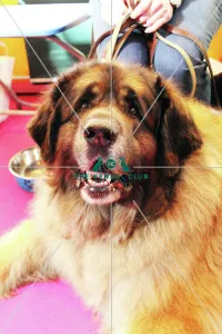 discover dog stands