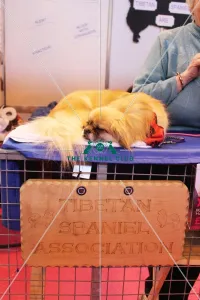 discover dog stands