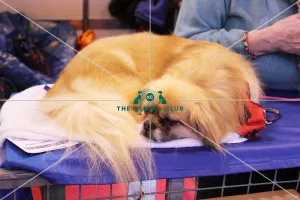 discover dog stands