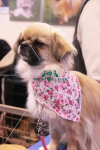 discover dog stands