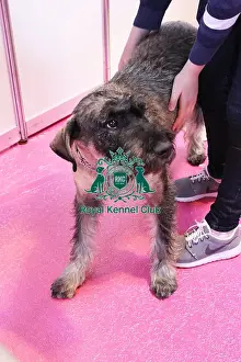discover dog stands