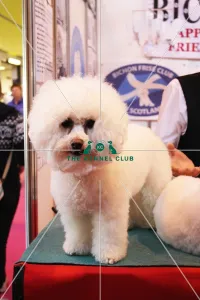 discover dog stands