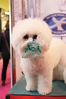 discover dog stands