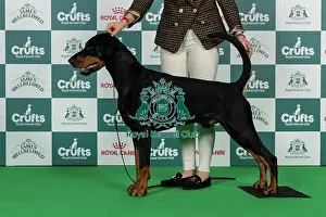 Thursday Prints: Dobermann Best of Breed Crufts 2026