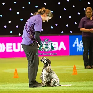 Dog Activities Display