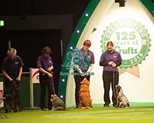 Dog Activities Display