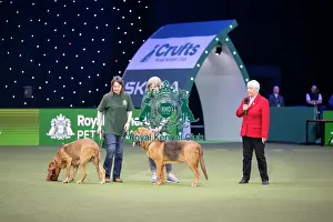 Crufts 2026 Main Arena Prints: Dog Activities Display