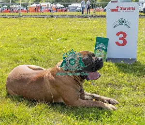 Third Place Prints: Dog Only Dog Name: Frankie Scruffts Family Crossbreed Competition