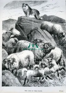 The Dog of the Flock