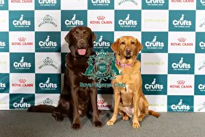 Retriever Labrador Prints: Dog influencers Hector, a Retriever (Labrador)