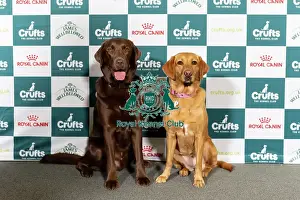 Crufts 2025 BeatMedia Prints: Dog influencers Hector, a Retriever (Labrador)