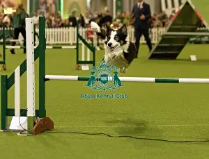 Dog Jumping over obstacle on Agility Course