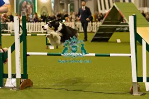 Jumping Prints: Dog Jumping over obstacle on Agility Course