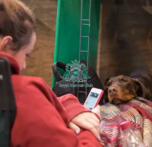 Dog looking at girl on mobile phone