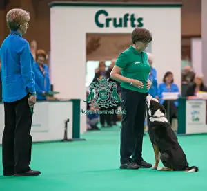 Obedience Prints: Dog looking at handler