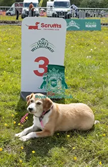 Third Place Prints: Dog Name: Tilsda Scruffts Family Crossbreed Competition