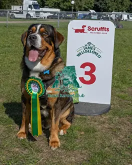 Third Place Prints: Dog Name: Togo Kennel Club Logo/Branding Owner Name: Victoria Skinner