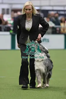 Dog Obedience Championship Competitor - Crufts 2026<br> Dog Obedience Championship Competitor - Crufts 2026