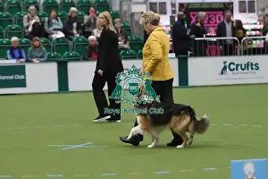 3rd Place Prints: Dog Obedience Championship Competitor - Crufts 2026 Dog Obedience Championship Competitor - Crufts 2026