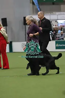 Dog Obedience Championships - Crufts 2026