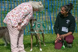 North East Dog Festival 2024 Prints: Dog Name Ollie Scruffts Heats Judging Scruffts Family Crossbreed Of The Year Competition