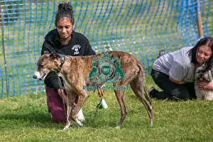 North East Dog Festival 2024 Prints: Dog Name Ollie Scruffts Heats Scruffts Family Crossbreed Of The Year Competition