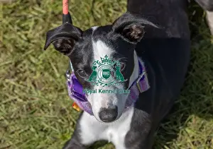 Chelmsford Prints: Dog Only Prettiest Crossbreed Bitch Class Hylands Park