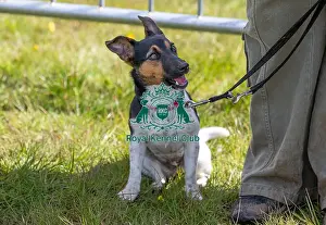 Chelmsford Prints: Dog Only Prettiest Crossbreed Bitch Class Hylands Park