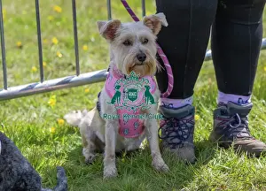 Chelmsford Prints: Dog Only Prettiest Crossbreed Bitch Class Hylands Park
