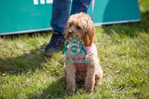 Chelmsford Prints: Dog Only Prettiest Crossbreed Bitch Class Hylands Park