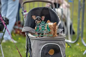 Chelmsford Prints: Dog Only Scruffts Family Crossbreed Competition