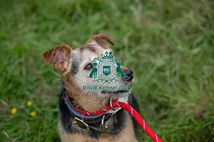 Chelmsford Prints: Dog Only Scruffts Family Crossbreed Competition