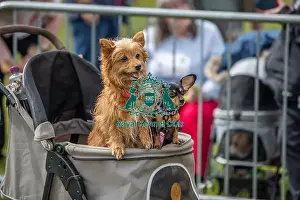 Chelmsford Prints: Dog Only Scruffts Family Crossbreed Competition