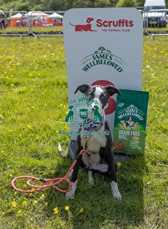 Third Place Prints: Dog Only Scruffts Family Crossbreed Competition