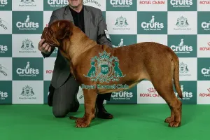 Thursday Prints: Dogue De Bordeaux Best of Breed Crufts 2026