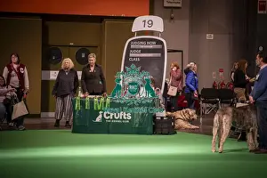Irish Wolfhound Prints: Dr L Salamon judging Irish Wolfhound Open class