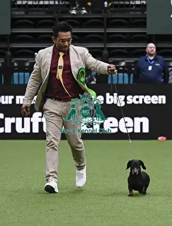Dachshund Smooth Haired Prints: Dr M.Chauhan, from Birmingham, with Fern