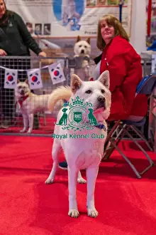 Drift the Korean Jindo