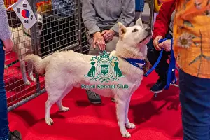 Drift the Korean Jindo