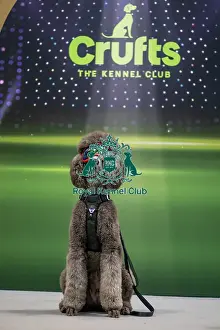 The Kennel Club Prints: Dumbo - Dog Influencer